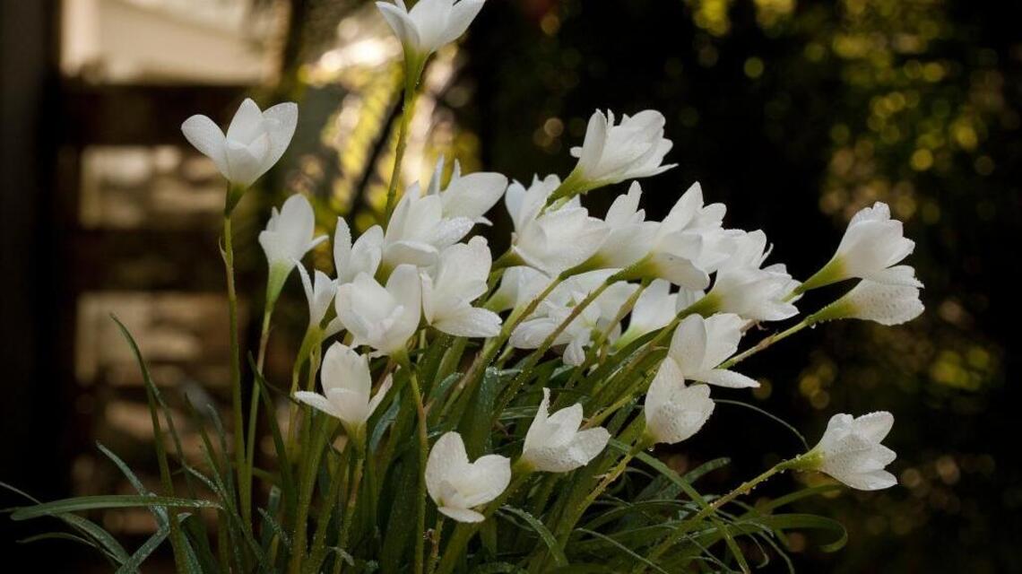 Fairchild's tropical garden column: The prolific, terrific rain